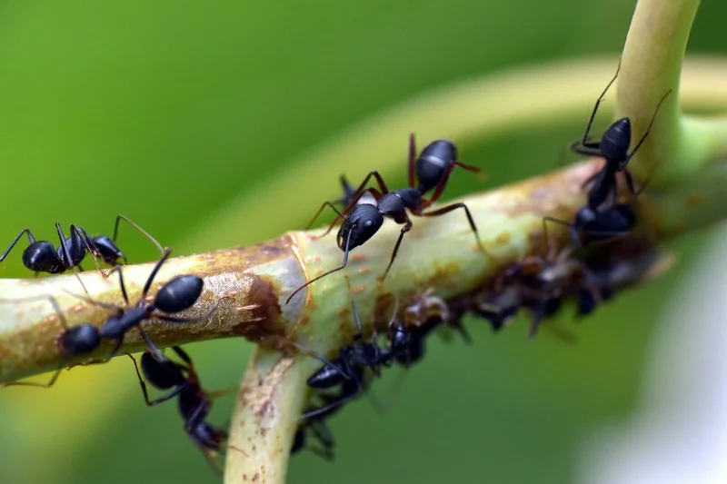 Quand l'horaire déraille : les perturbations du rythme des fourmis