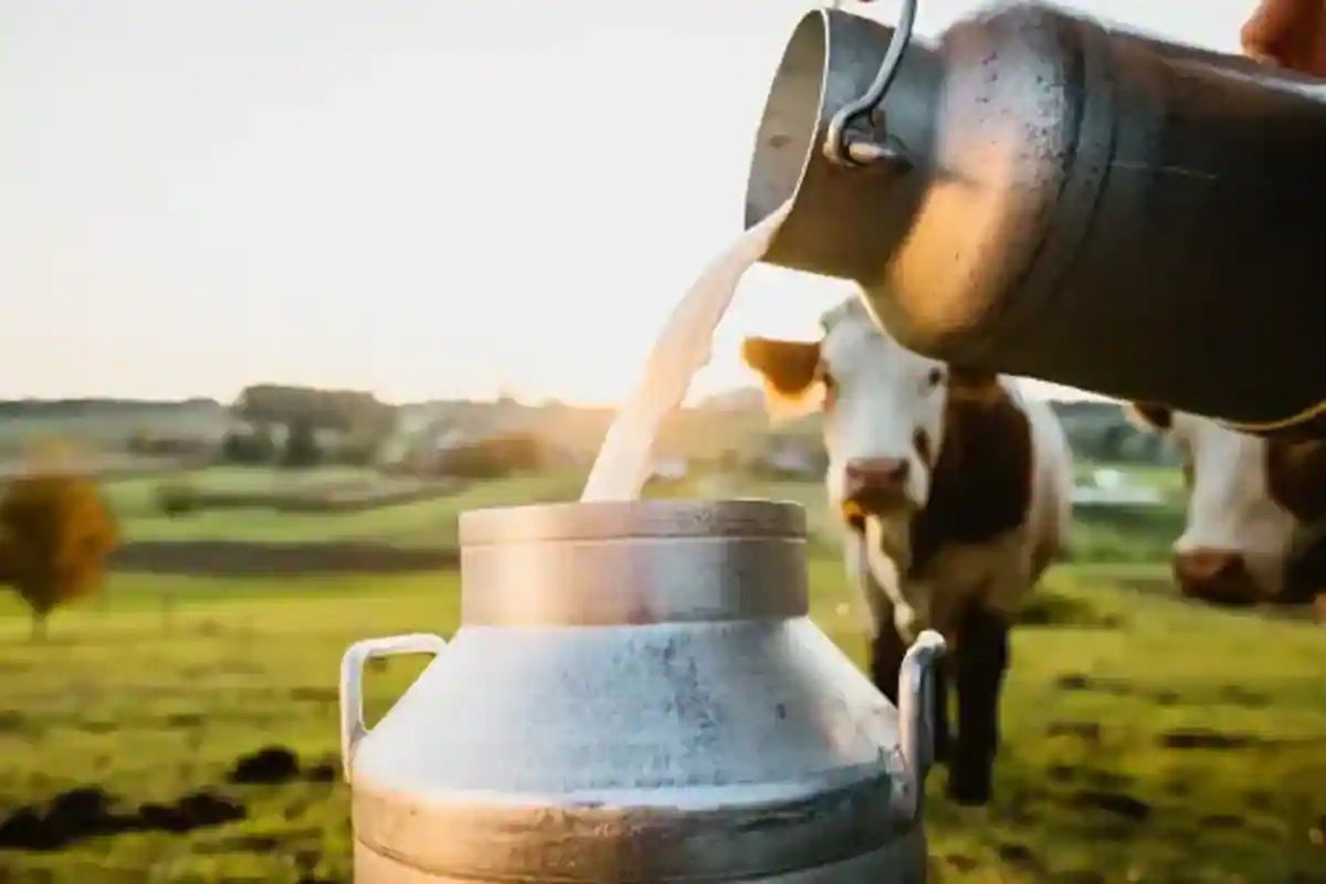 Discovering the Benefits of WellHealth Organic Buffalo Milk Tag